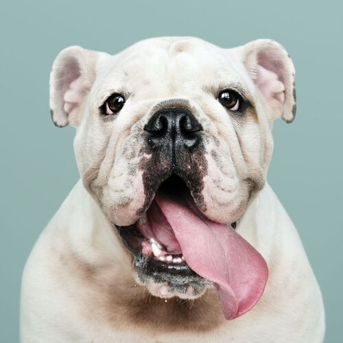 adorable-white-bulldog-puppy-portrait-2